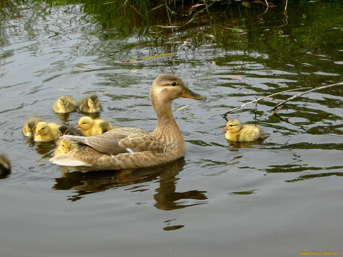 mom, duck, kids, , 